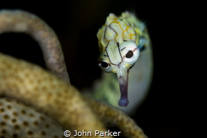 Coral pipefish by John Parker 